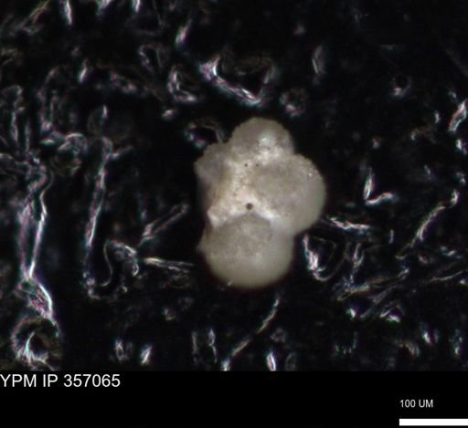 undet. Foraminiferida