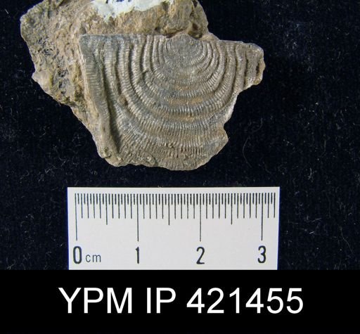 Leptaena sp.