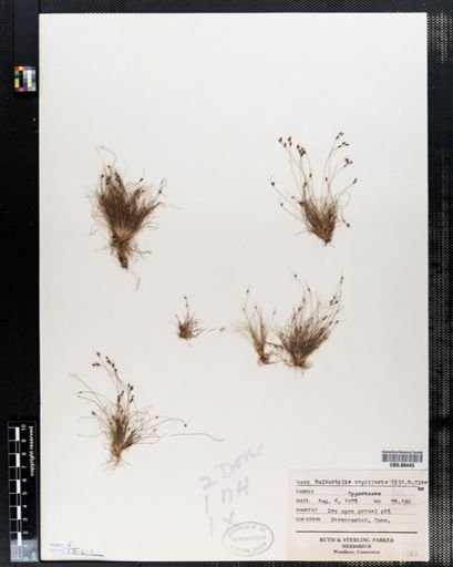 Bulbostylis capillaris