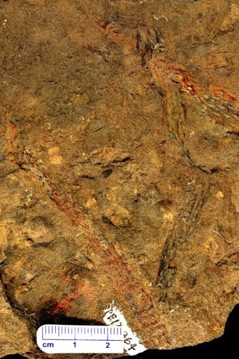 Colpodexylon deatsii