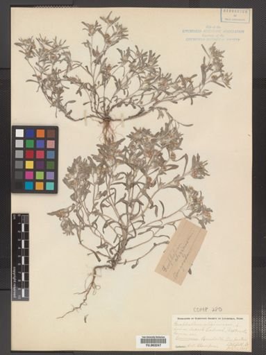Gnaphalium uliginosum