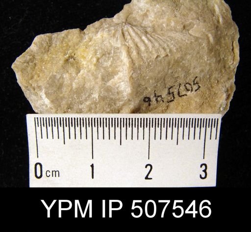 Spirifer varicosa