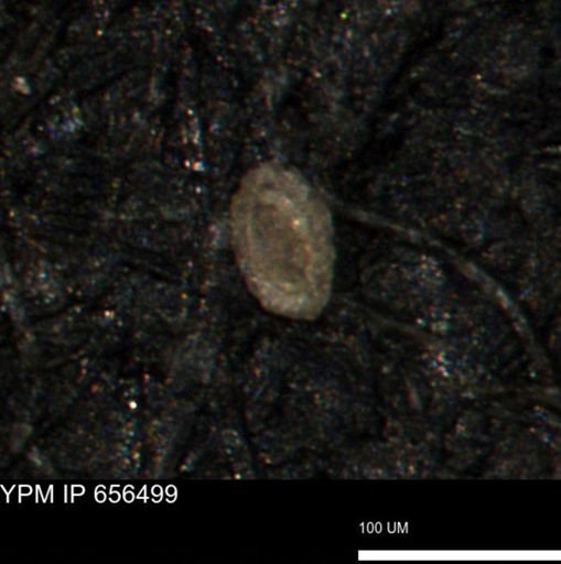Spirolocammina planula