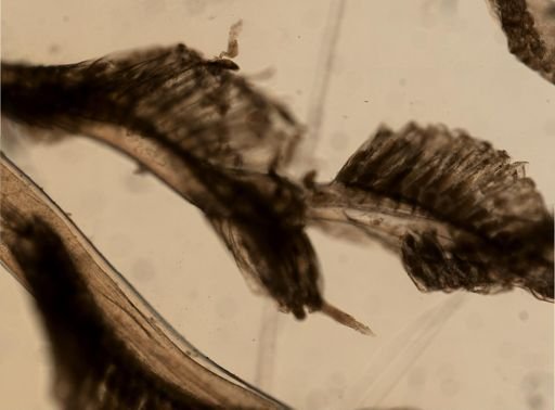 Amathia semiconvoluta