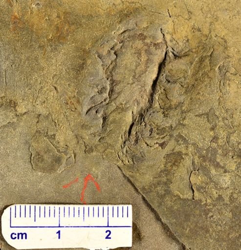 Barinophyton sp.