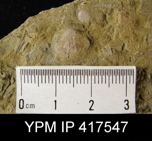 Anoplotheca?