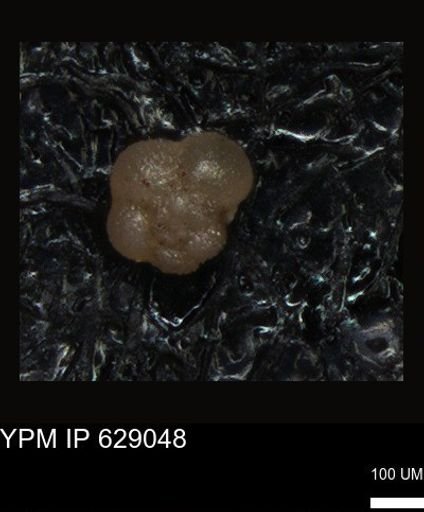 undet. Foraminiferida