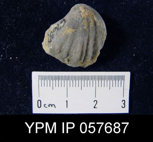 Gypidula coeymanensis