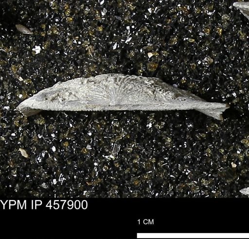 Strophodonta sp.