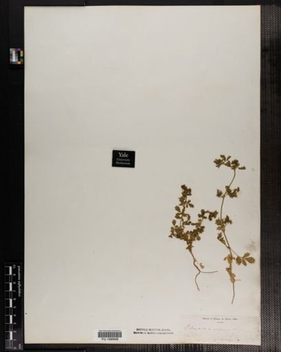 Plantae
