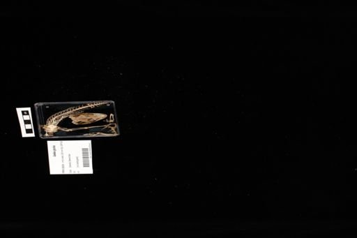 Gekko gecko