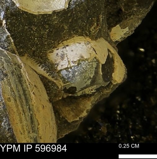 Protocardia subquadrata