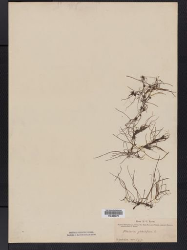 Pilularia