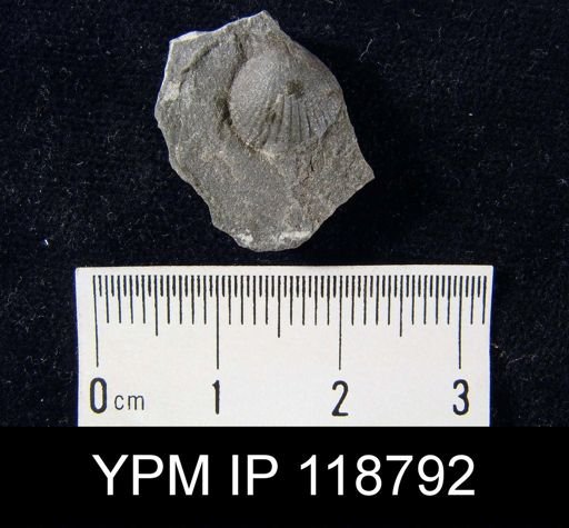 Camarotoechia rossbrookensis