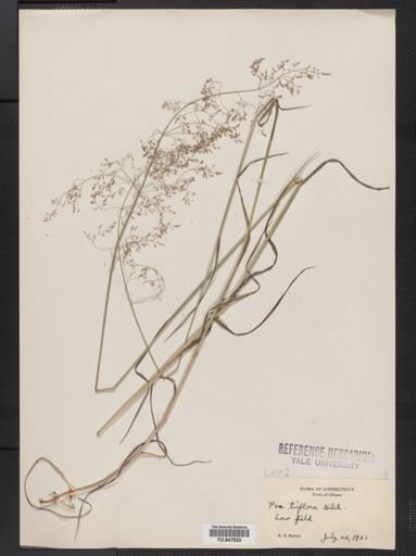Poa palustris