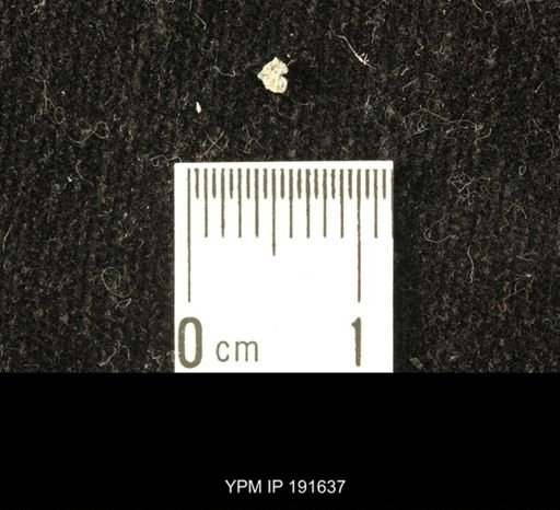 undet. Coleoptera
