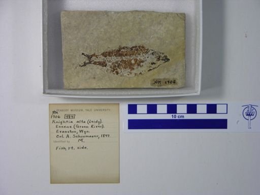 Knightia alta