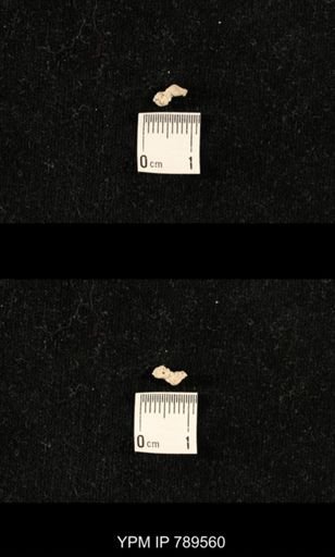 undet. Bryozoa