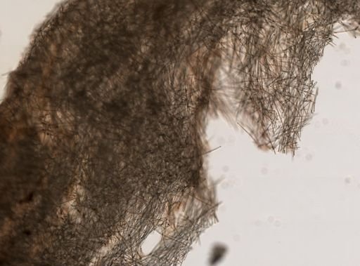 Spheciospongia vesparium
