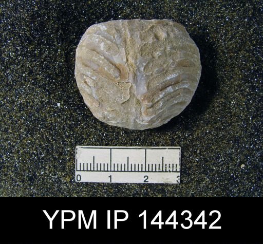 Oldhamina decipiens