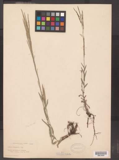Arabis drummondii
