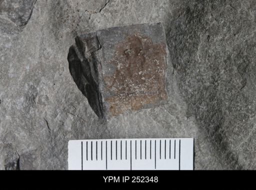 undet. Eurypterida