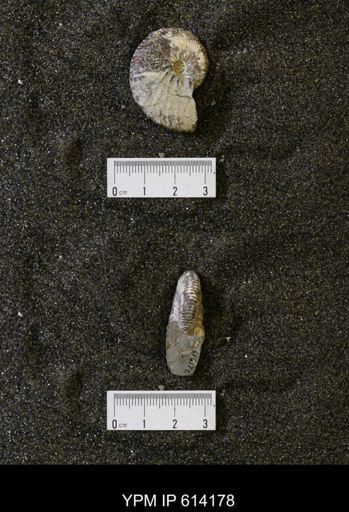 Discoscaphites sp.