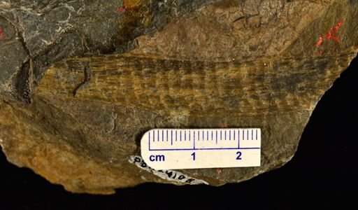Drepanophycus sp.