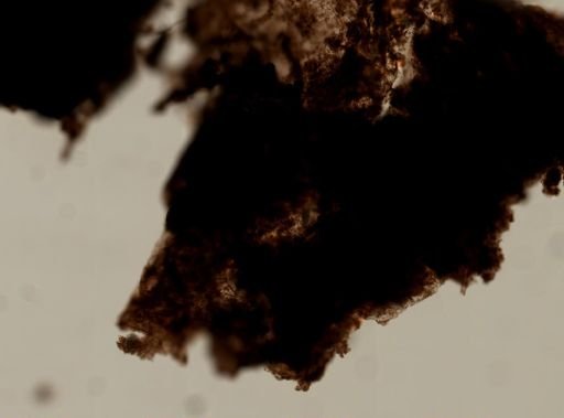 Ianthella sp.