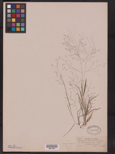 Panicum philadelphicum