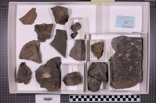 mixed taxa, stratigraphic collection