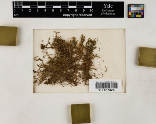 Plantae