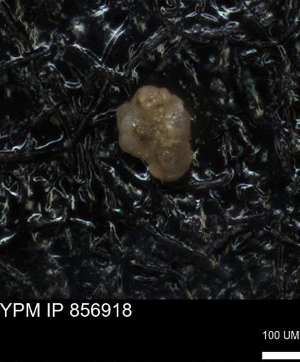 undet. Globigerinina