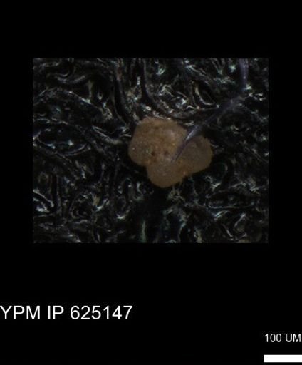 Rugoglobigerinidae?