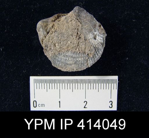Atrypa sp.