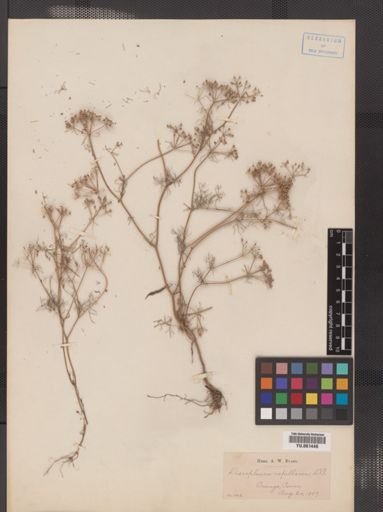 Ptilimnium capillaceum