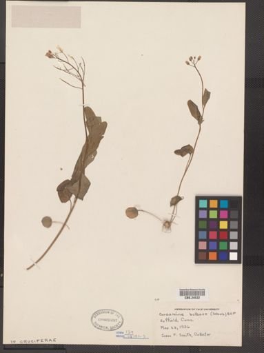 Cardamine bulbosa