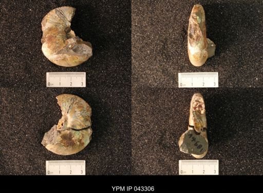 Hoploscaphites nicolletii