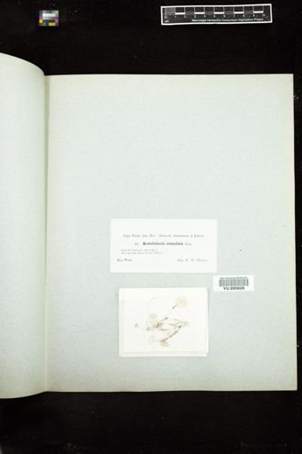 Acetabularia crenulata