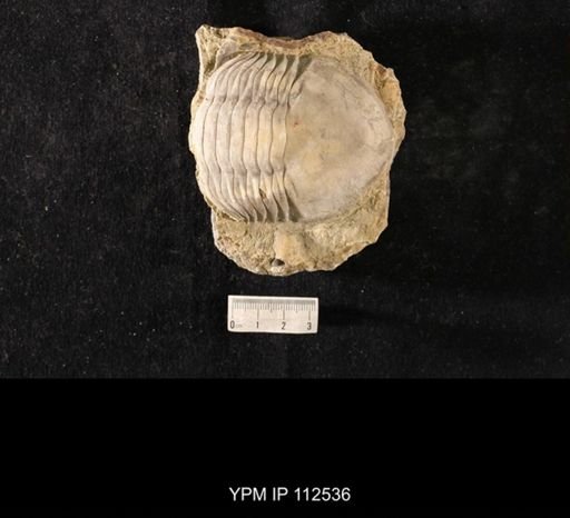 Isotelus maximus