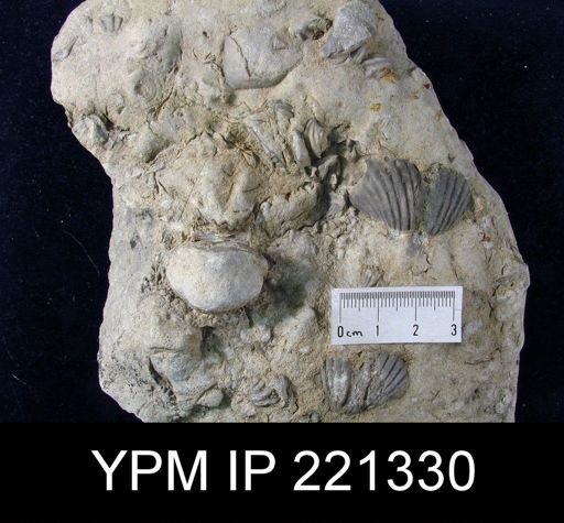 undet. Brachiopoda