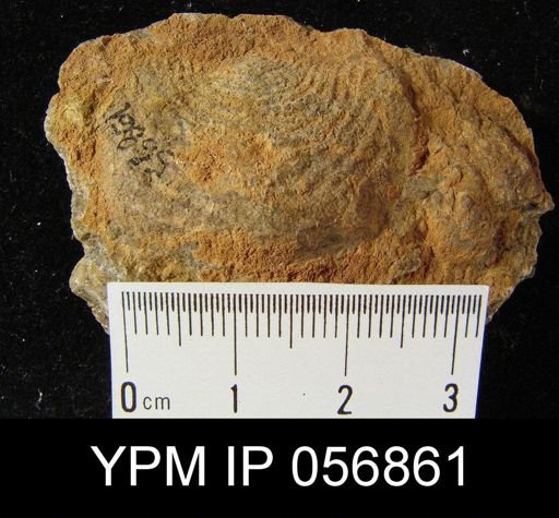 Leptaena rhomboidalis