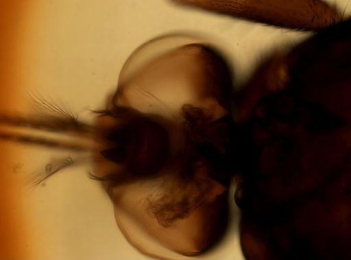Glossina