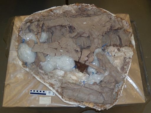 Tenontosaurus tilletti