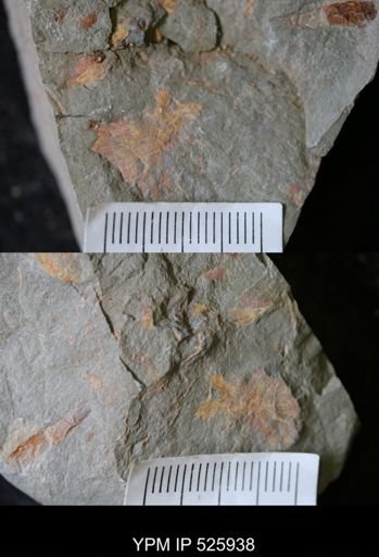 undet. Porifera
