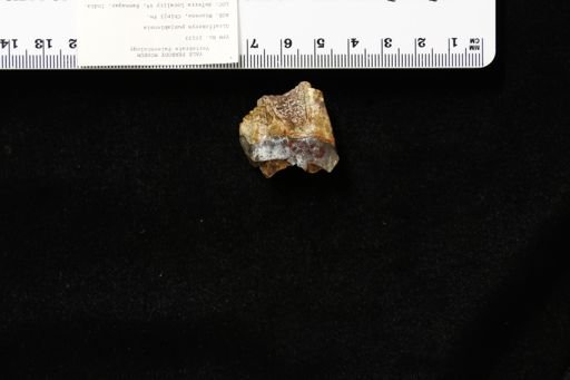 Giraffokeryx punjabiensis