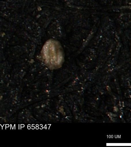 Miliammina ischnia