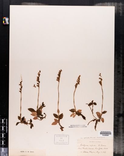 Goodyera repens