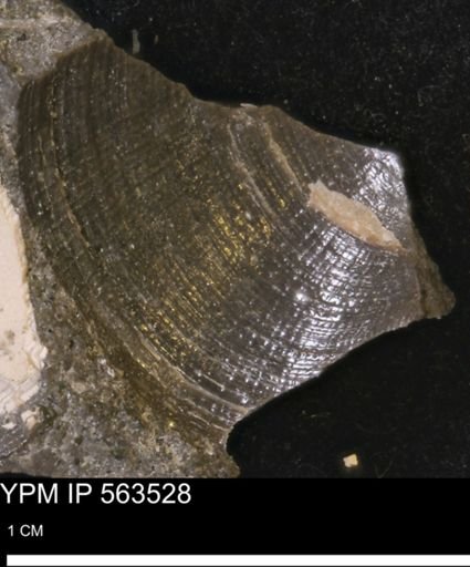 Limopsis striatopunctatus