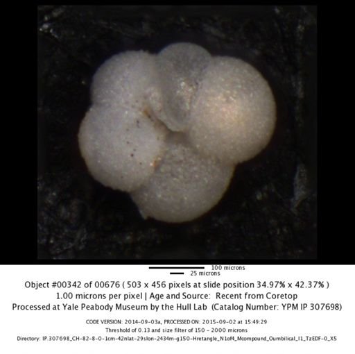 undet. Foraminiferida